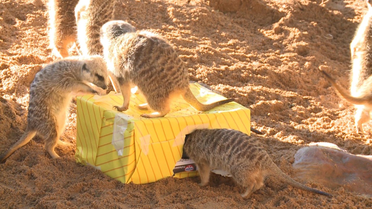 Los Reyes Magos entregan regalos a los animales del Bioparc