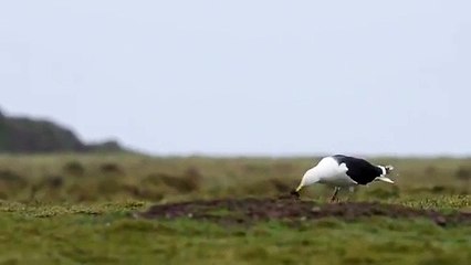Un goéland mange un lapin (île de Skokholm)