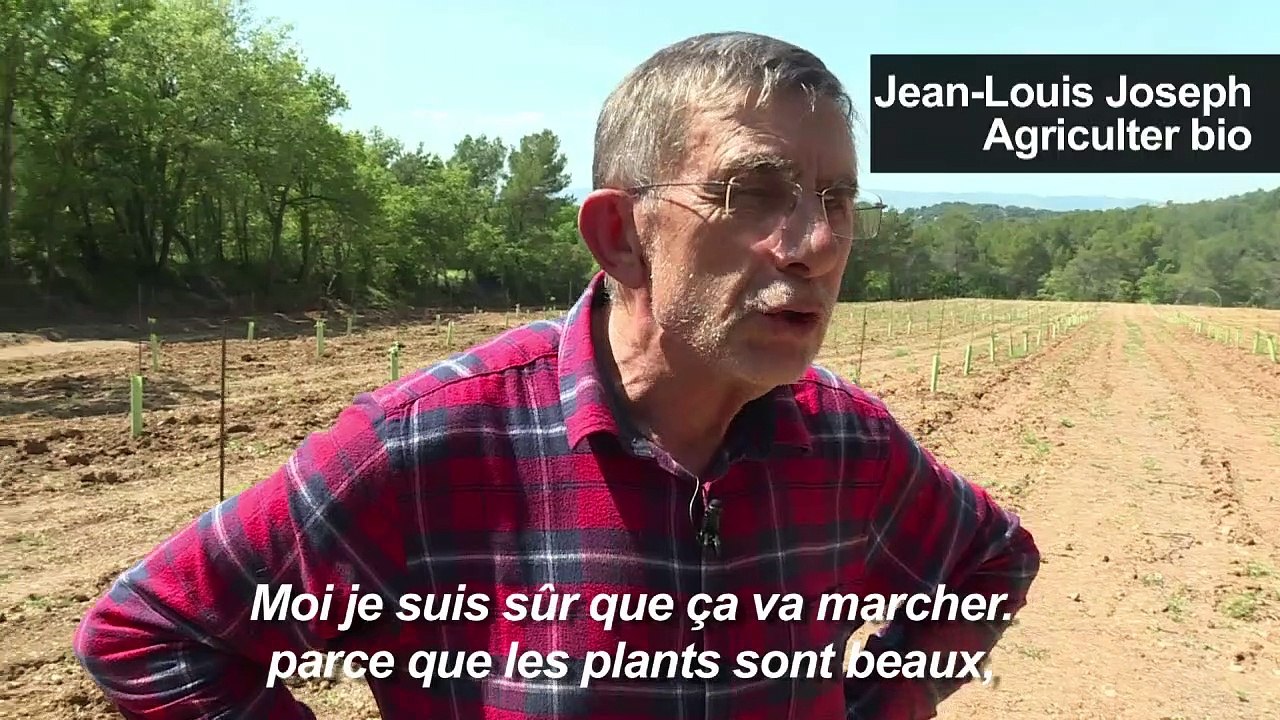 Pistaches, origine France : le pari d'agriculte...