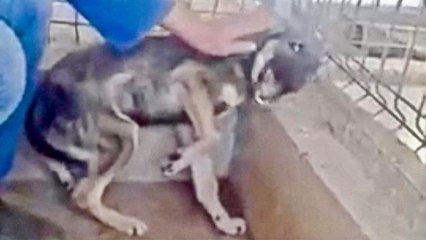 Abused Dog Feels Petting - Love for the First Time and Freaks Out