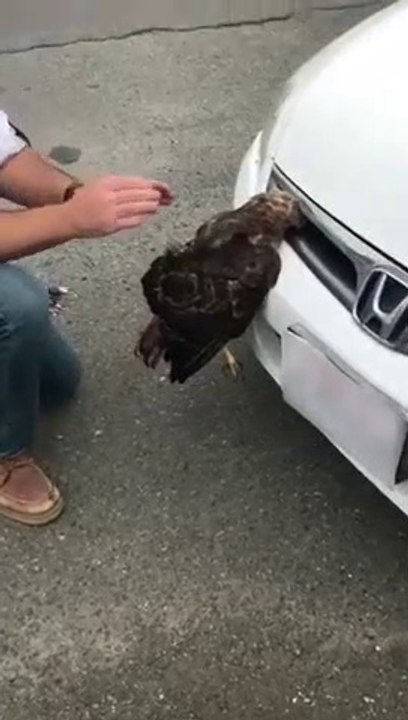 Elle retrouve un faucon vivant coincé dans la grille d'aération de sa voiture
