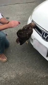 Elle retrouve un faucon vivant coincé dans la grille d'aération de sa voiture