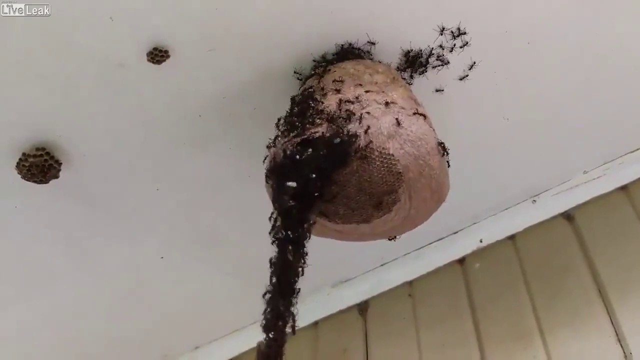 Ces fourmis utilisent une technique incroyable pour détruire un nid de guêpes