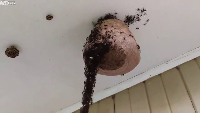 Ces fourmis utilisent une technique incroyable pour détruire un nid de guêpes