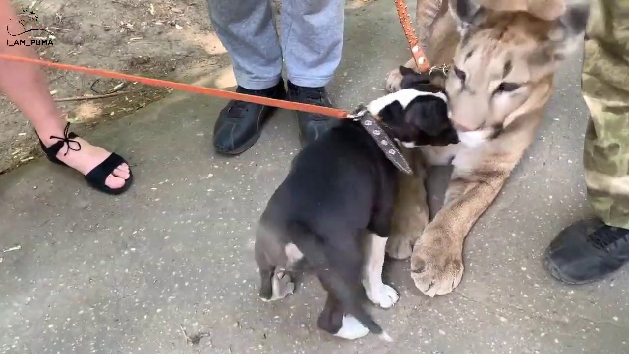 Un chiot fait la rencontre d'un gros puma... Adorable