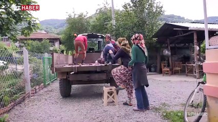 Türkiye’nin en büyük ıhlamur ormanlarında hasat zamanı