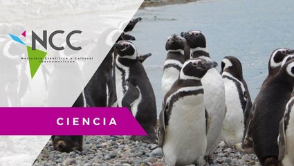 Pingüinos encuentran su santuario en Argentina