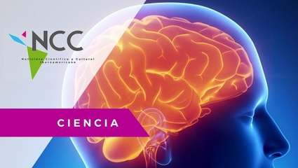 Las respuestas del cerebro a las conductas adictivas