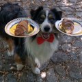 Dog Perfectly Balances a Board of Treats