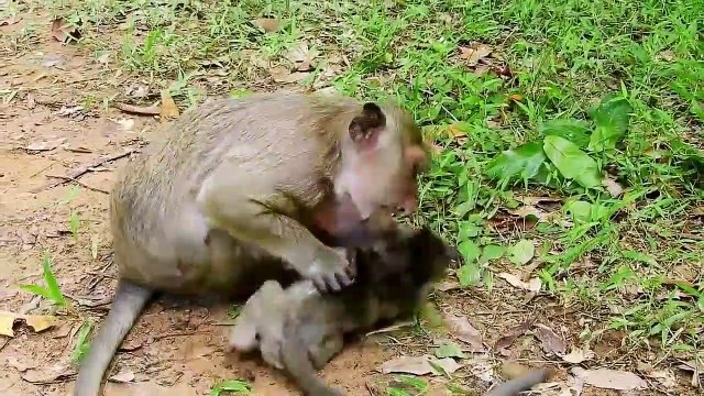 How to rescue poor baby Polly from mum, Why Popeye tries to give baby up like th