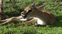 Amazing Male Lion Rescue Baby Impala From Five Cheetah Hunt _ Animals Save Other