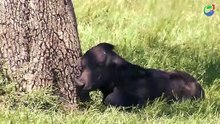 Hungry Lion Hunting Baby Buffalo _ Poor Baby Animals