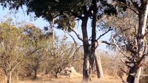 Amazing Baboon Save Impala From Leopard Jumps Tall Tree To Ambush _ Leopard Hunt