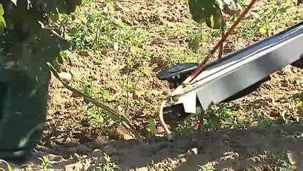 Empieza la recogida del lúpulo para fabricar cerveza