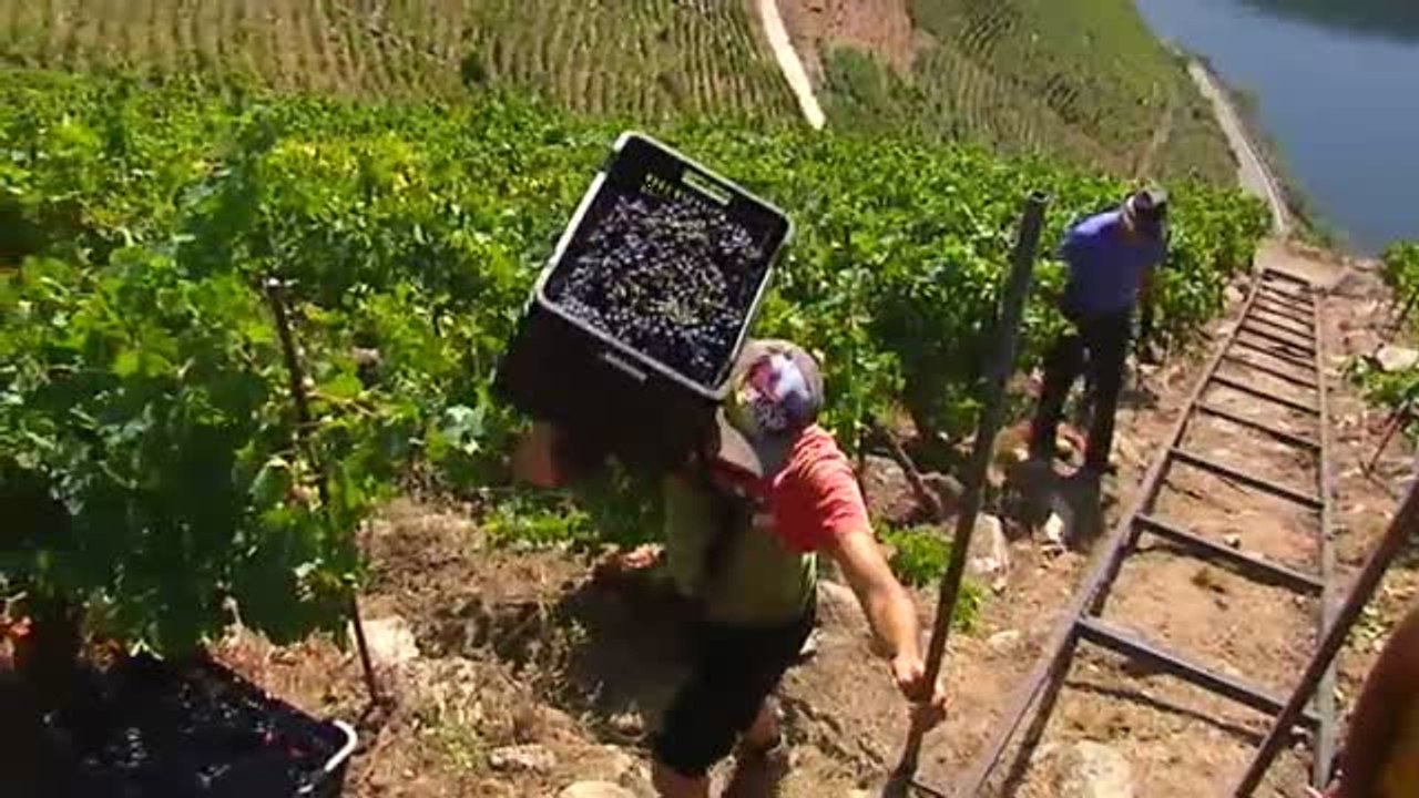 La denominación de origen Ribeira Sacra sacará al mercado cinco millones de botellas