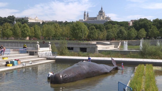 Un cachalote aparece varado en el Manzanares