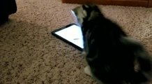 Kitten Tries to Catch Virtual Mouse