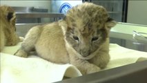 Primeras crías de león nacidas gracias a la inseminación artificial no quirúrgica