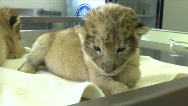 Primeras crías de león nacidas gracias a la inseminación artificial no quirúrgica