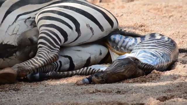 Cuidadores del Bioparc de Valencia logran salvar a una cebra recién nacida de morir ahogada