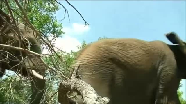 90 elefantes aparecen muertos en Botswana