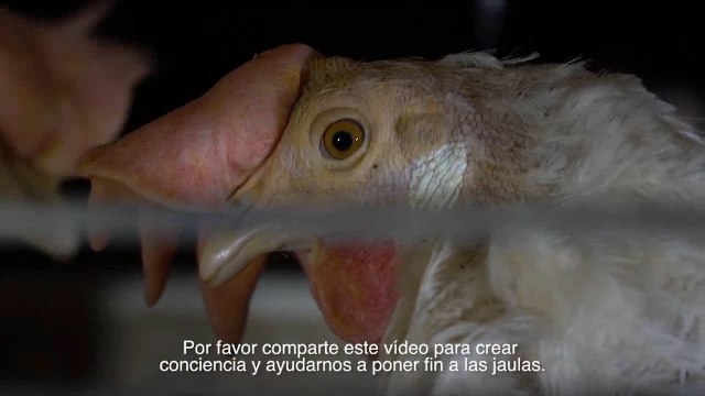 Igualdad Animal muestra el estado de las gallinas en Italia