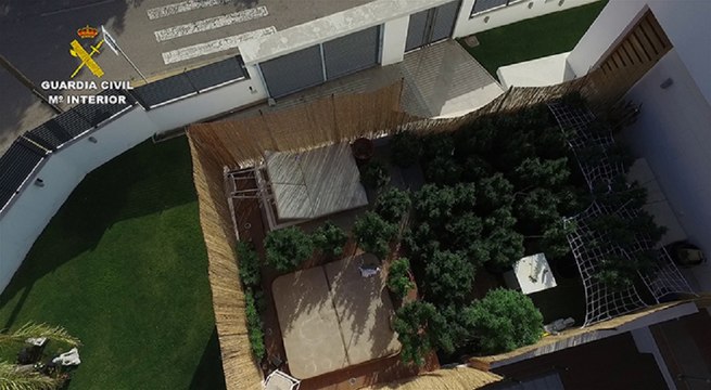 Intervienen 66 plantas de marihuana