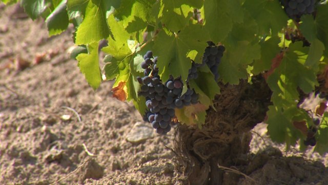 Las bodegas de Madrid ya están a pleno rendimiento