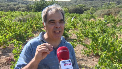 Viticultores madrileños ponen en valor "el tratamiento ecológico" del vino