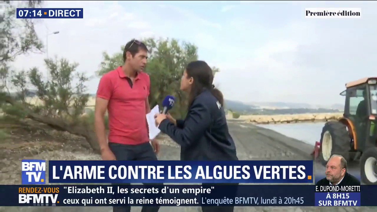 Les Bouches-du-Rhône sont touchées par les algues vertes, comme en Bretagne