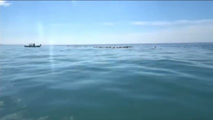 Aparecen cientos de tortugas muertas en México