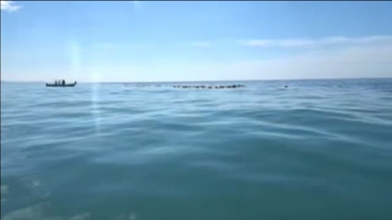 Aparecen cientos de tortugas muertas en México