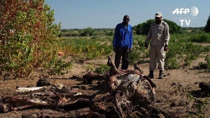 Au Botswana, la levée de l'interdiction de la chasse à l'éléphant divise