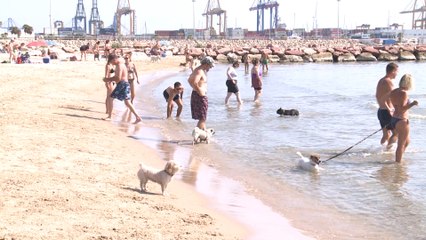La playa canina de Pinedo abre hasta el próximo 15 de septiembre