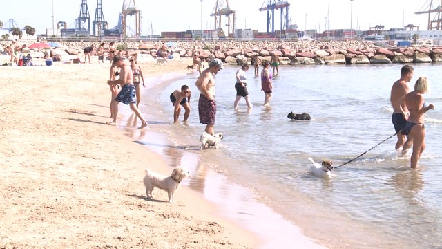La playa canina de Pinedo abre hasta el próximo 15 de septiembre
