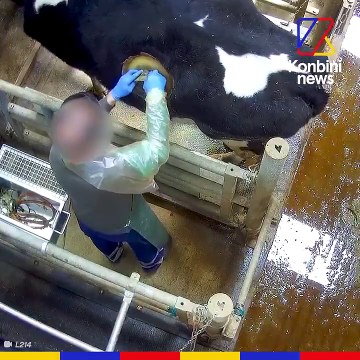 Des vaches vivantes, équipées d’un hublot qui permet de plonger le bras directement dans leur estomac.
