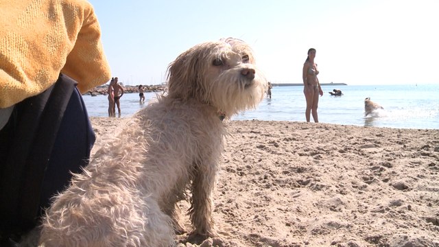 Playa canina de Pinedo en Valencia