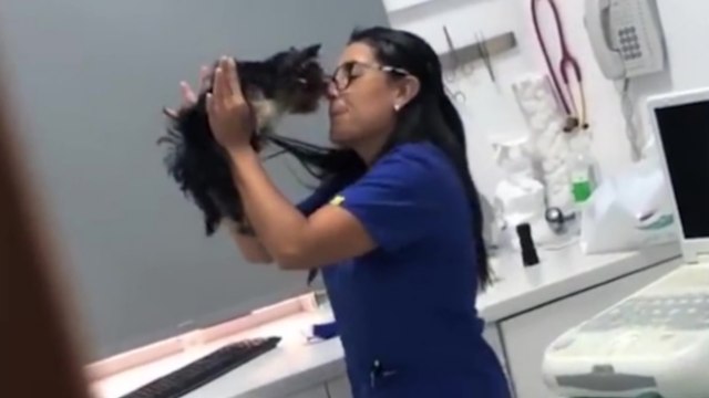 Voici comment les vétérinaires traitent réellement nos animaux de compagnie