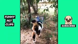 Tik Tok Pets: Funny & Cute #7