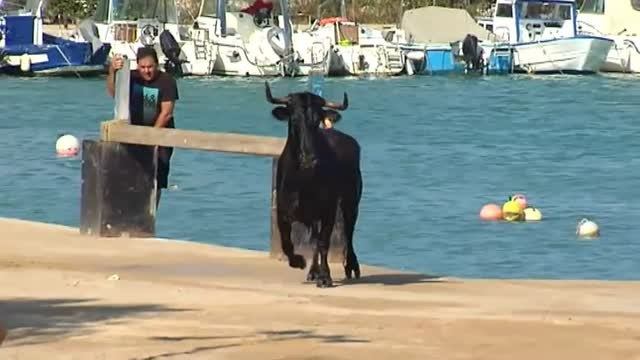 La popular fiesta de Bous a la Mar en Benicarló vuelve a despertar polémica