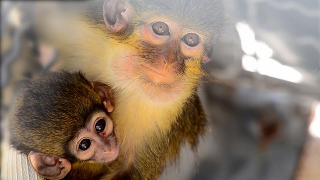 Nace en Bioparc Valencia el primate más pequeño de África
