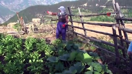 Artvin'de çekirge istilası