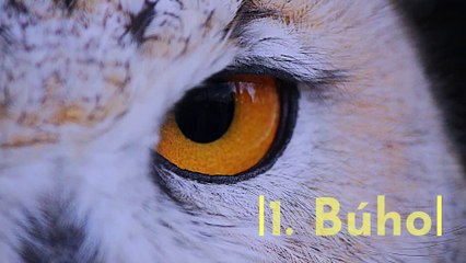 8 animales con mejor sentido del oído