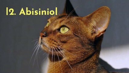 Las 5 mejores razas de gato