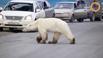 Complètement déboussolé, un ours polaire affamé traverse une ville russe, après un périple de 1500 kilomètres !