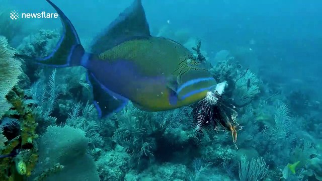 'First recording of lionfish being eaten' is captured by a diver off Cuba's coast