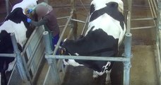 L'association L214 dénonce les conditions de vie des vaches « à hublot » dans une vidéo