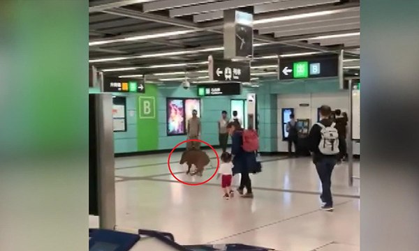Çin’de metro istasyonuna giren yaban domuzu, kadını yaraladı
