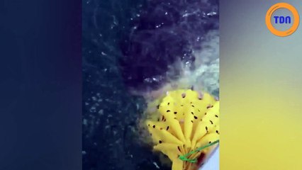 Ils pêchent quand tout d'un coup, un grand requin blanc surgit !