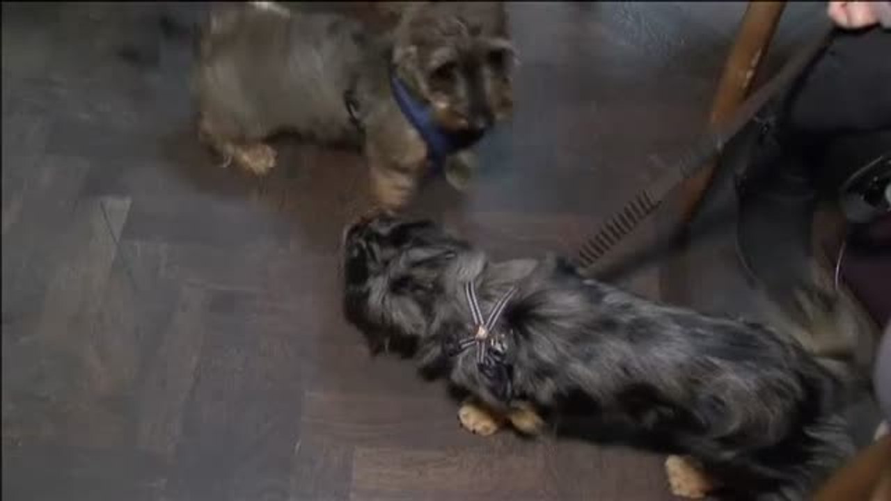 Londres acoge la primera fiesta solo para perros salchicha